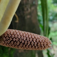 Syngonium angustatum Schott